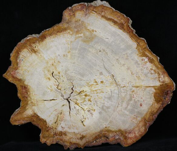Petrified Wood (Tropical Hardwood) Round - Indonesia #40156